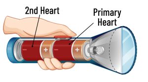 Role of 2nd Heart in Illness & Wellness